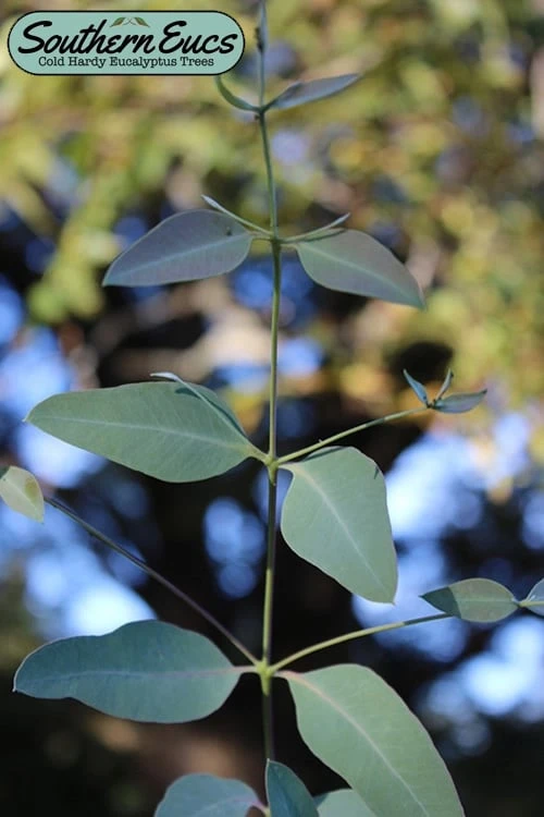 Grace Cold Hardy Eucalyptus Tree (Eucalyptus Elliptica) - 1 Gallon Pot 3 Grace Cold Hardy Eucalyptus Tree (Eucalyptus Elliptica) - 1 Gallon Pot