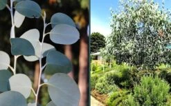 Mappa Tassie Cold Hardy Eucalyptus Tree (Eucalyptus Pauciflora) - 1 Gallon Pot 12 Mappa Tassie Cold Hardy Eucalyptus Tree (Eucalyptus Pauciflora) - 1 Gallon Pot -Hydrangeas Zone eucalyptus mappa tassie combo 4