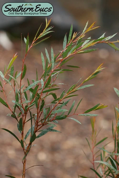 Skinny Minny Hardy Eucalyptus Tree (Eucalyptus Moorei) - 3 Gallon Pot 3 Skinny Minny Hardy Eucalyptus Tree (Eucalyptus Moorei) - 3 Gallon Pot