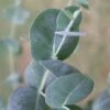 Big O Cold Hardy Eucalyptus Tree (Eucalyptus Neglecta) - 3 Gallon Pot 2 Big O Cold Hardy Eucalyptus Tree (Eucalyptus Neglecta) - 3 Gallon Pot -Hydrangeas Zone eucalyptus neglecta big 0 1 7