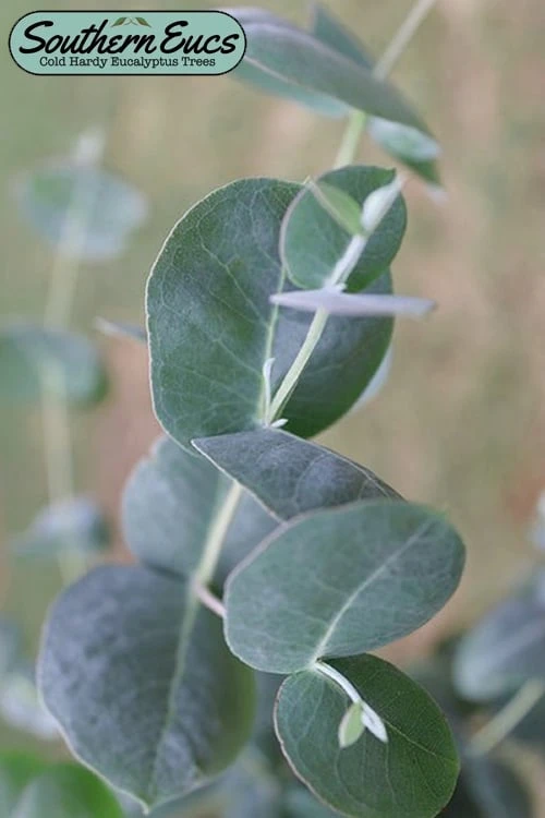Big O Cold Hardy Eucalyptus Tree (Eucalyptus Neglecta) - 3 Gallon Pot 3 Big O Cold Hardy Eucalyptus Tree (Eucalyptus Neglecta) - 3 Gallon Pot