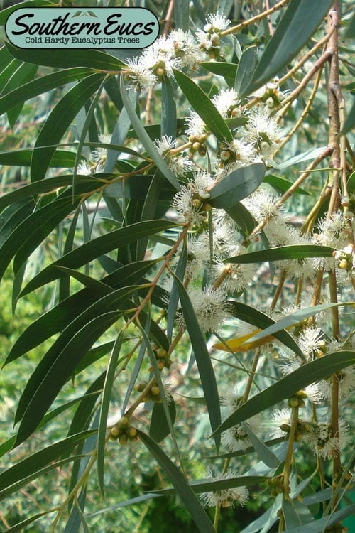 Funky Monkey Cold Hardy Eucalyptus Tree (Eucalyptus Parvula) - 5 Gallon Pot 2 Funky Monkey Cold Hardy Eucalyptus Tree (Eucalyptus Parvula) - 5 Gallon Pot