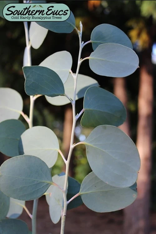 Mappa Tassie Cold Hardy Eucalyptus Tree (Eucalyptus Pauciflora) - 3 Gallon Pot 3 Mappa Tassie Cold Hardy Eucalyptus Tree (Eucalyptus Pauciflora) - 3 Gallon Pot