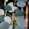 Mappa Tassie Cold Hardy Eucalyptus Tree (Eucalyptus Pauciflora) - Quart Pot 2 Mappa Tassie Cold Hardy Eucalyptus Tree (Eucalyptus Pauciflora) - Quart Pot -Hydrangeas Zone eucalyptus pauciflora mappa tassie 1 3