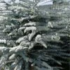 Bluey Cold Hardy Eucalyptus Tree (Eucalyptus Pulverulenta) - 6 Pack Of 1 Gallon Pots -Hydrangeas Zone eucalyptus pulverulenta bluey 1 5