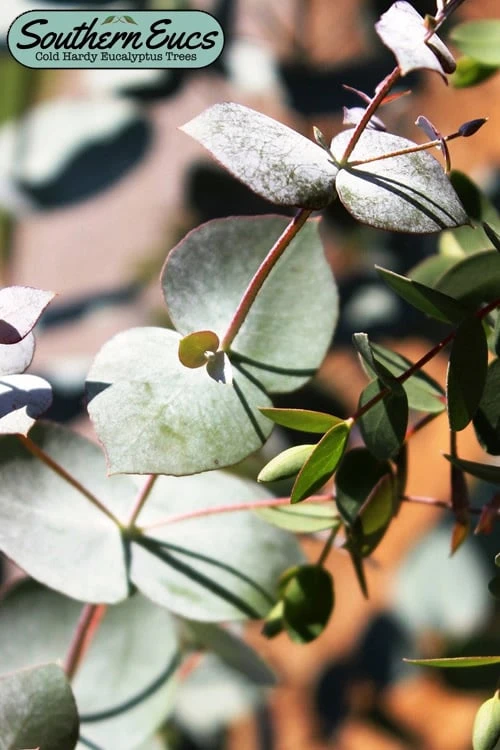 Maggie Cold Hardy Eucalyptus Tree (Eucalyptus Nova Anglica) - 2 Gallon Pot 3 Maggie Cold Hardy Eucalyptus Tree (Eucalyptus Nova Anglica) - 2 Gallon Pot