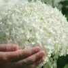 Incrediball Smooth Hydrangea - 3 Gallon Pot -Hydrangeas Zone hydrangea arborescens annabelle 21