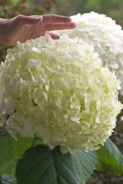 Incrediball Smooth Hydrangea - 3 Gallon Pot -Hydrangeas Zone hydrangea arborescens incrediball 10