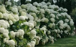 Incrediball Smooth Hydrangea - 3 Gallon Pot -Hydrangeas Zone hydrangea arborescens incrediball 12