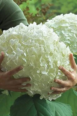 Incrediball Smooth Hydrangea - 3 Gallon Pot -Hydrangeas Zone hydrangea arborescens incrediball 14