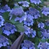 Bluebird Hydrangea - 1 Gallon Pot -Hydrangeas Zone hydrangea bluebird 21