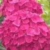 Charm Red Hydrangea - 3 Gallon Pot -Hydrangeas Zone hydrangea charm red 5