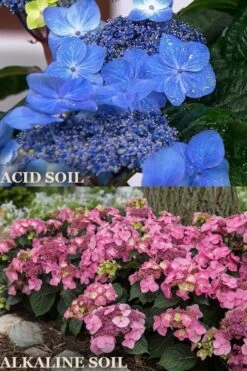Endless Summer 'Pop Star' Hydrangea - 3 Gallon Pot -Hydrangeas Zone hydrangea endless summer pop star 1