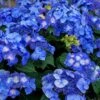 Endless Summer 'Pop Star' Hydrangea - 3 Gallon Pot -Hydrangeas Zone hydrangea endless summer pop star 4
