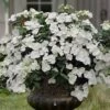 Fairytrail Bride Cascade Hydrangea - 3 Gallon Pot -Hydrangeas Zone hydrangea fairytrail bride 11 1