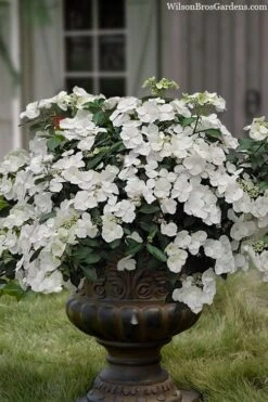 Fairytrail Bride Cascade Hydrangea - 2 Gallon Pot