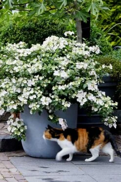 Fairytrail Bride Cascade Hydrangea - 1 Gallon Pot -Hydrangeas Zone hydrangea fairytrail bride 7 2