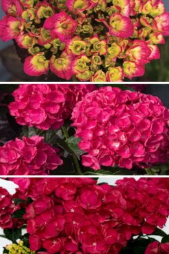 Akadama Hydrangea - 3 Gallon Pot -Hydrangeas Zone hydrangea macrophylla akadama 3