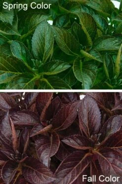 Akadama Hydrangea - 3 Gallon Pot -Hydrangeas Zone hydrangea macrophylla akadama 4