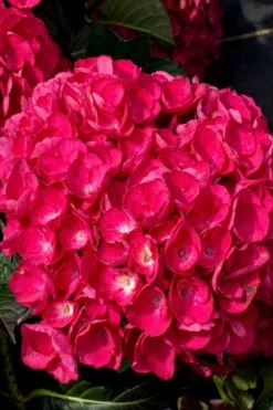 Akadama Hydrangea - 3 Gallon Pot -Hydrangeas Zone hydrangea macrophylla akadama 6