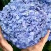 Big Daddy Hydrangea - 7 Gallon Pot -Hydrangeas Zone hydrangea macrophylla big daddy 101 1