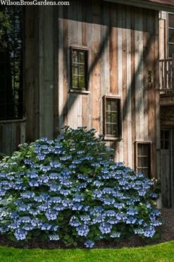 Blue Wave Lacecap Hydrangea - 3 Gallon Pot -Hydrangeas Zone hydrangea macrophylla blue wave 22