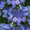 Blue Wave Lacecap Hydrangea - 3 Gallon Pot -Hydrangeas Zone hydrangea macrophylla blue wave 23