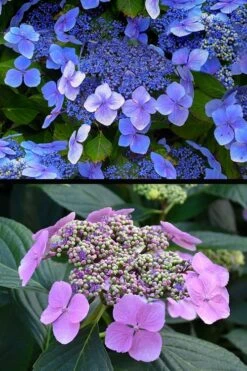 Blue Wave Lacecap Hydrangea - 3 Gallon Pot -Hydrangeas Zone hydrangea macrophylla blue wave 24
