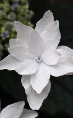 Fuji Waterfall Hydrangea - 3 Gallon Pot