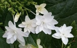 Fuji Waterfall Hydrangea - 1 Gallon Pot -Hydrangeas Zone hydrangea macrophylla fuji waterfall 2 1