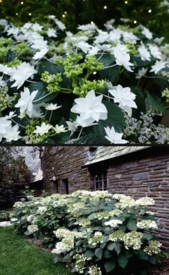 Fuji Waterfall Hydrangea - 1 Gallon Pot -Hydrangeas Zone hydrangea macrophylla fuji waterfall 4 1