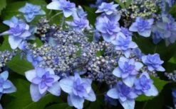 Izu No Hana Lacecap Hydrangea - 3 Gallon Pot -Hydrangeas Zone hydrangea macrophylla izu no ito 4
