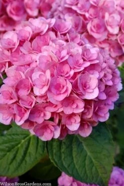 Love Hydrangea - 3 Gallon Pot -Hydrangeas Zone hydrangea macrophylla love 1