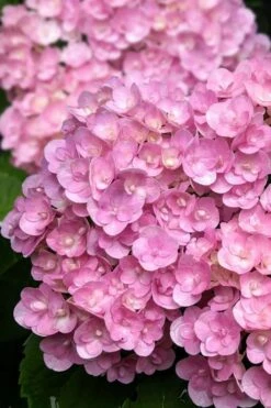 Love Hydrangea - 3 Gallon Pot -Hydrangeas Zone hydrangea macrophylla love 5