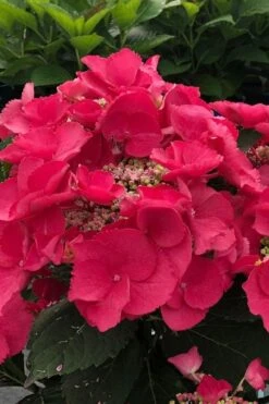 Cherry Explosion Hydrangea - 1 Gallon Pot -Hydrangeas Zone hydrangea macrophylla mckay cherry explosion 100 1