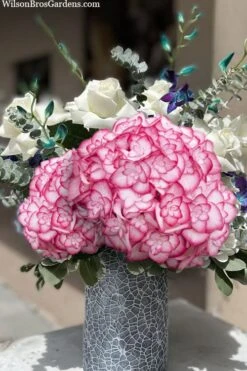 Miss Saori Hydrangea - 1 Gallon Pot -Hydrangeas Zone hydrangea macrophylla miss saori 20