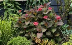 Miss Saori Hydrangea - 1 Gallon Pot -Hydrangeas Zone hydrangea macrophylla miss saori 9