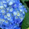 Nantucket Blue Hydrangea - 3 Gallon Pot -Hydrangeas Zone hydrangea macrophylla nantucket 1