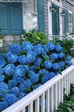 Nantucket Blue Hydrangea - 3 Gallon Pot -Hydrangeas Zone hydrangea macrophylla nantucket 2