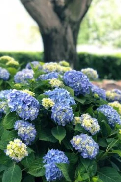 Nantucket Blue Hydrangea - 3 Gallon Pot -Hydrangeas Zone hydrangea macrophylla nantucket 3