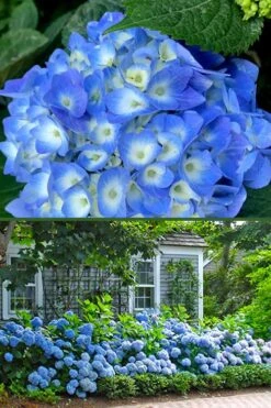 Nantucket Blue Hydrangea - 3 Gallon Pot -Hydrangeas Zone hydrangea macrophylla nantucket 4