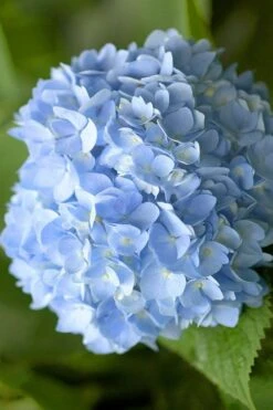 Penny Mac Hydrangea - 2 Gallon Pot 10 Penny Mac Hydrangea - 2 Gallon Pot -Hydrangeas Zone hydrangea macrophylla penny mac 21 2