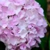 Penny Mac Hydrangea - 3 Gallon Pot -Hydrangeas Zone hydrangea macrophylla penny mac 22