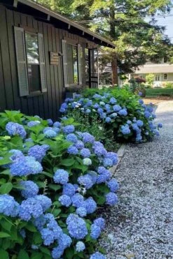 Penny Mac Hydrangea - 3 Gallon Pot 11 Penny Mac Hydrangea - 3 Gallon Pot -Hydrangeas Zone hydrangea macrophylla penny mac 23