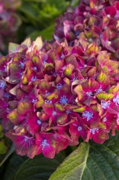Pistachio Hydrangea - 3 Gallon Pot -Hydrangeas Zone hydrangea macrophylla pistachio 2
