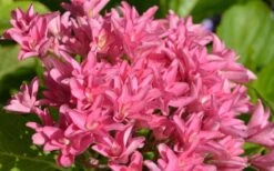 Princess Diana Hydrangea - 3 Gallon Pot -Hydrangeas Zone hydrangea macrophylla princess diana 1