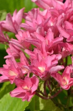 Princess Diana Hydrangea - 3 Gallon Pot -Hydrangeas Zone hydrangea macrophylla princess diana 3