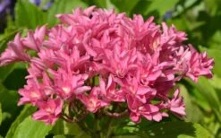 Princess Diana Hydrangea - 3 Gallon Pot -Hydrangeas Zone hydrangea macrophylla princess diana 5