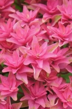 Princess Diana Hydrangea - 3 Gallon Pot -Hydrangeas Zone hydrangea macrophylla princess diana 6