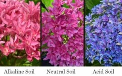 Princess Diana Hydrangea - 3 Gallon Pot -Hydrangeas Zone hydrangea macrophylla princess diana 8